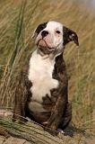 BOULEDOGUE AMERICAIN 190